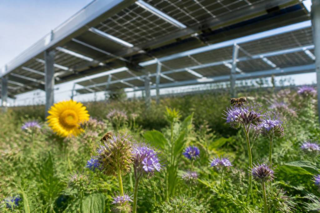 Agrophotovoltaik und Bestäubung: Wie Solaranlagen die Arbeit von Bienen und anderen Bestäubern unterstützen können
